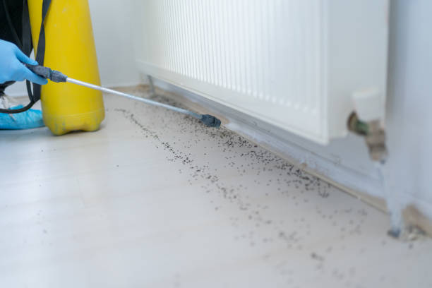 Best Bed Bug Extermination  in Highland Park, MI
